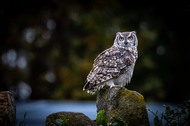 Wildlife Photography